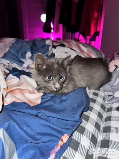 Котята в добрые руки даром