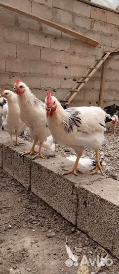 Петухи серебрянка