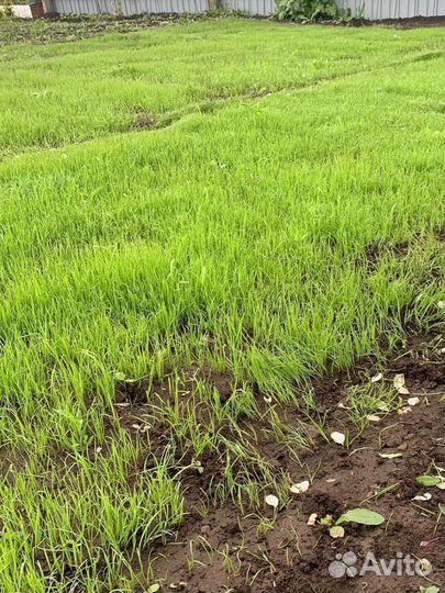 Газон с мятликом / премиум