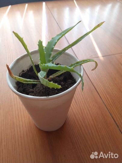 Алое. Столетник. Лечебное растение