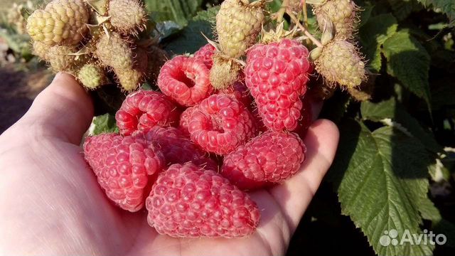 Саженцы летней и ремонтантной малины