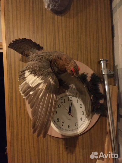 Чучела животных