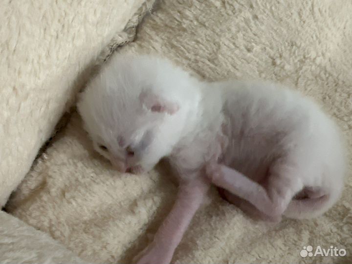 Продам вислоухих шотландцев