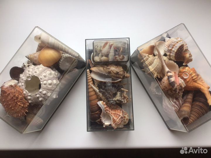 Два набора с ракушками