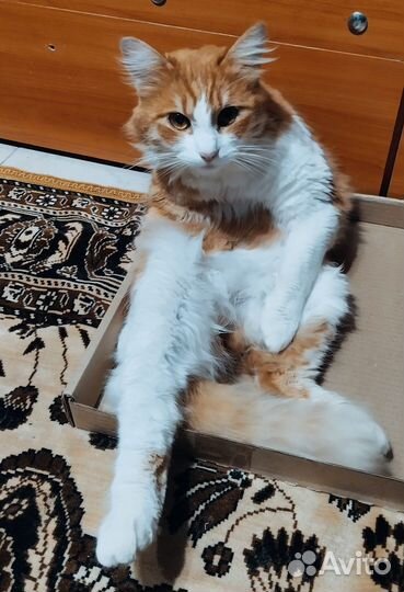 Отдам в добрые руки