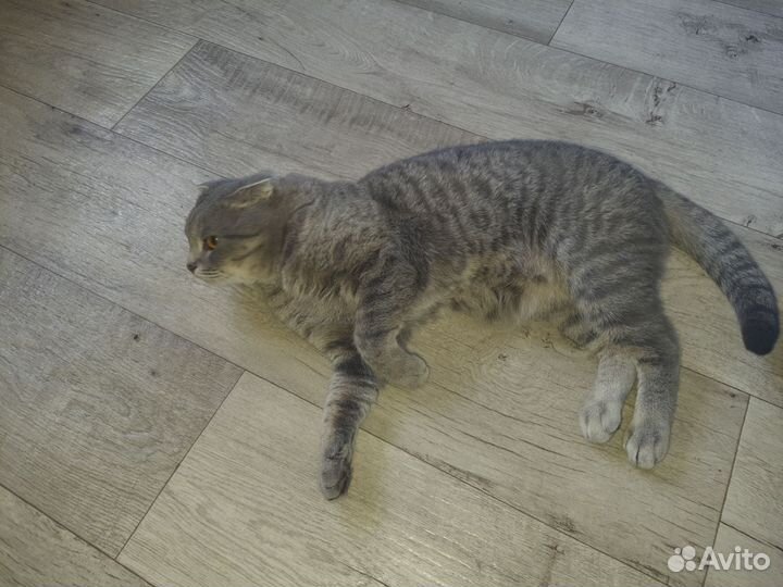 Кот вислоухий