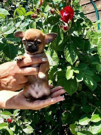 Щенки Чихуахуа