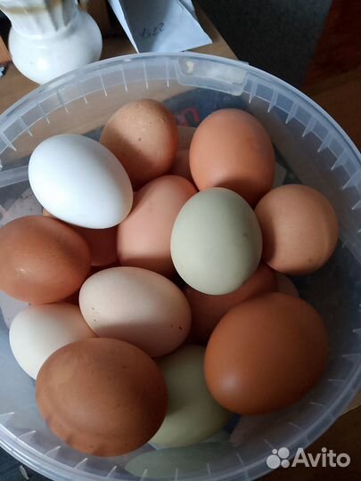 Инкубационное яйцо чешский доминант