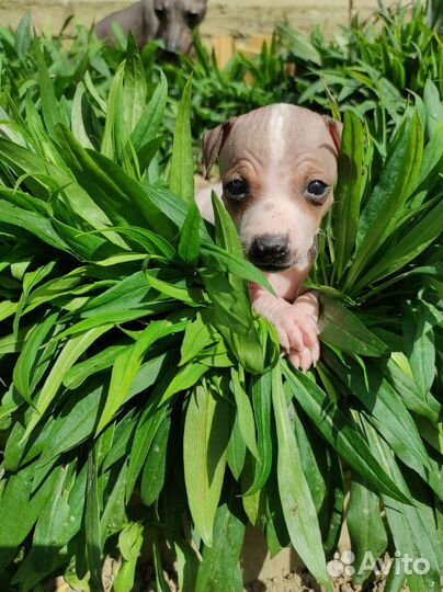 Американский голый терьер