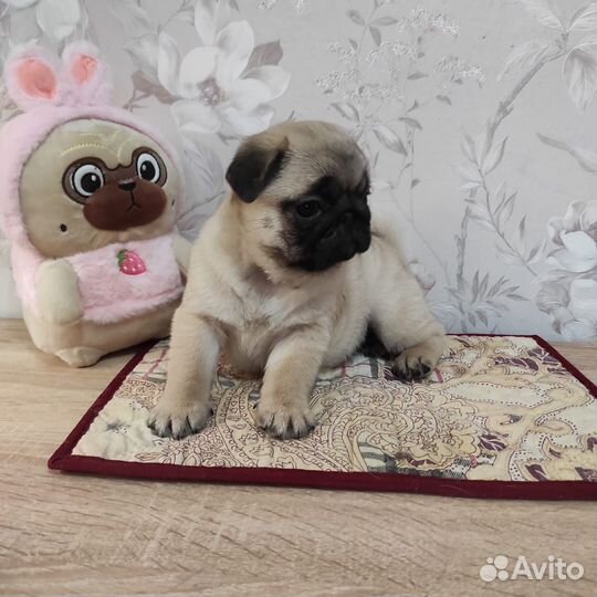 Мопсики