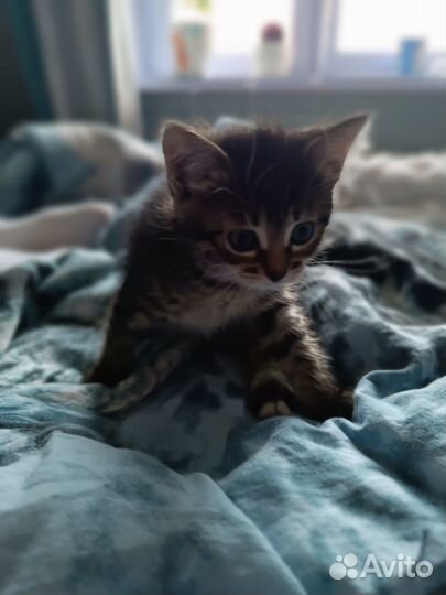 Котята в добрые руки бесплатно