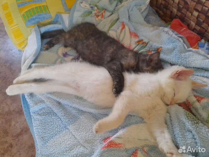 Кошка в дар бесплатно