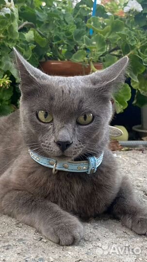 Русская голубая