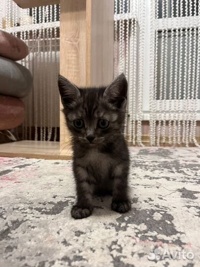 Милый котёнок Нюша в самые добрые руки