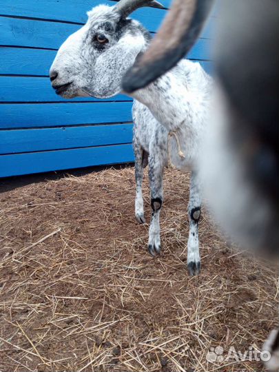 Дойные нубийские козы