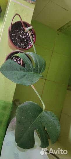 Монстера укорененные черенки