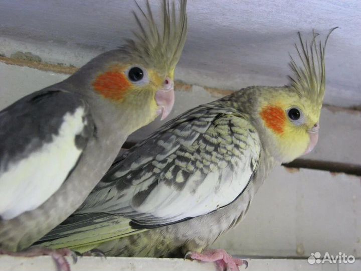 Попугаи кореллы