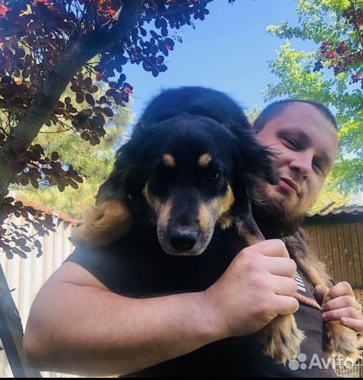 Собака в добрые руки