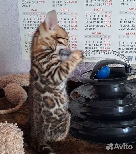 Бенгальские котята девочки