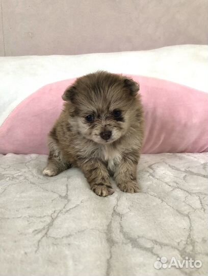 Щенки шпица