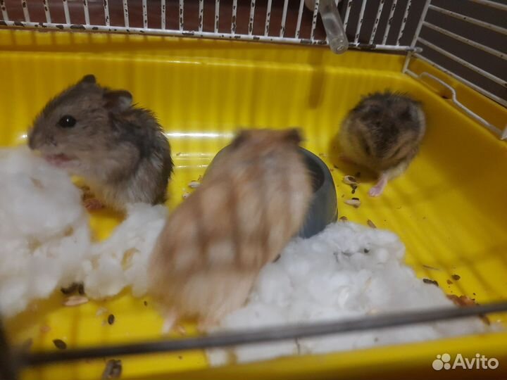 Джунгарский хомяк