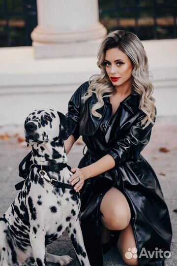 Щенки далматина