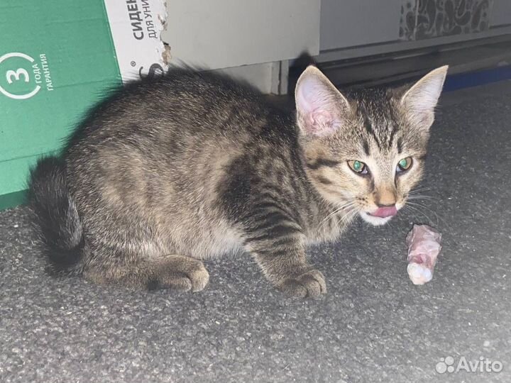 Котята в добрые руки приучены к лотку