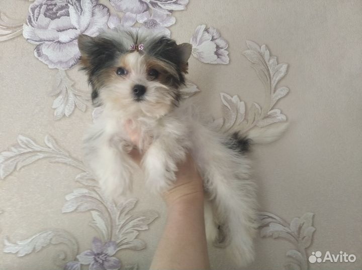 Йорки. Бивер. Голддаст