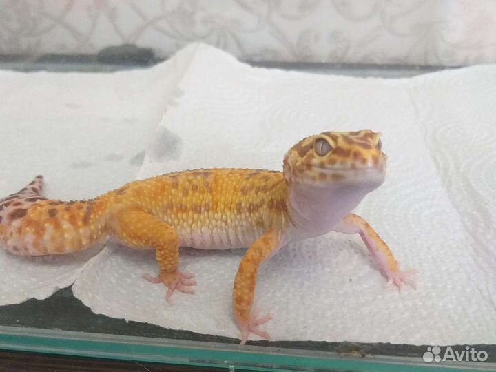 Ящерица эублефар с терариумом