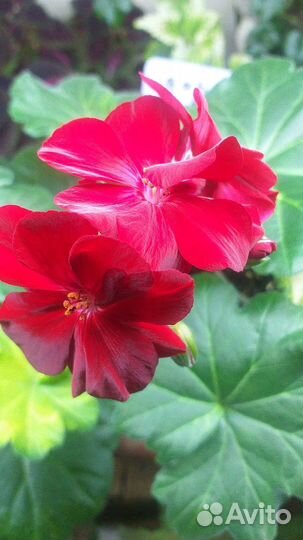 Пеларгония герань