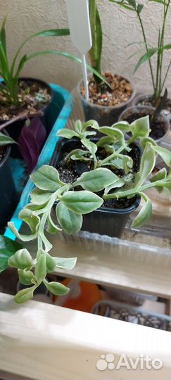 Аптения вариегатная