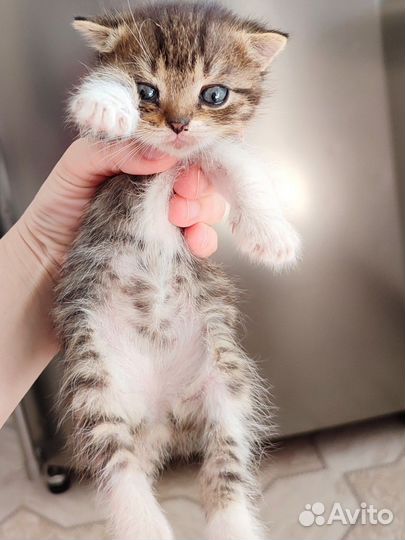 Кошка (простая )