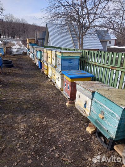 Ульи дадан,суш