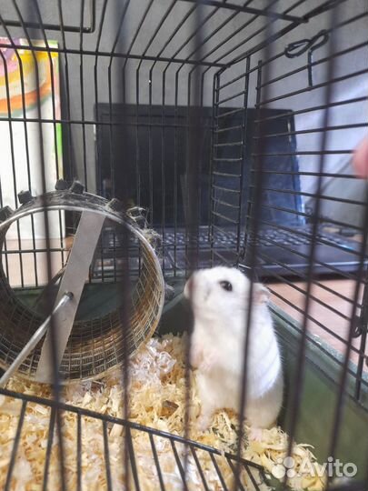 Джунгарский хомяк с клеткой