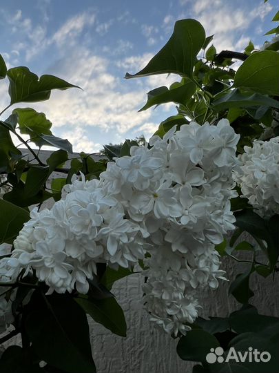 Сирень белая махровая