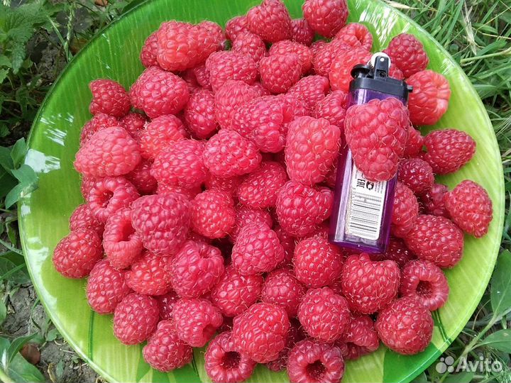 Саженцы - полонез, амира, химбо топ