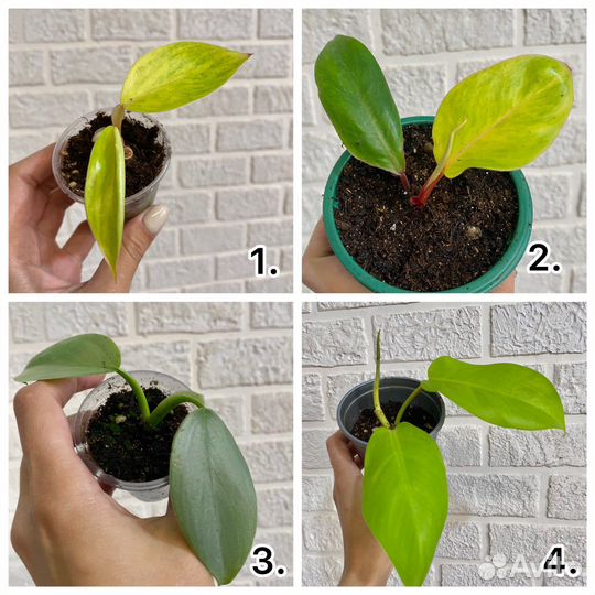 Филодендроны