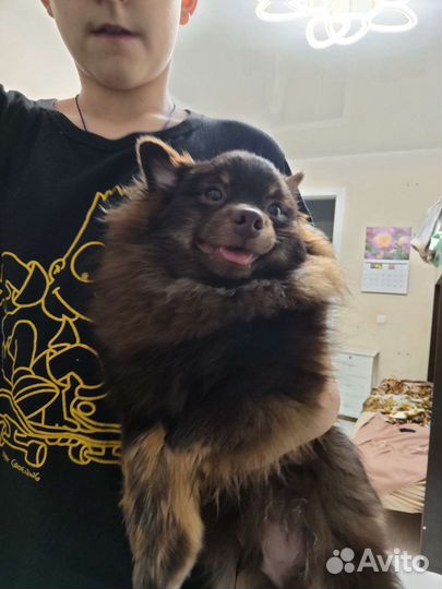 Собака