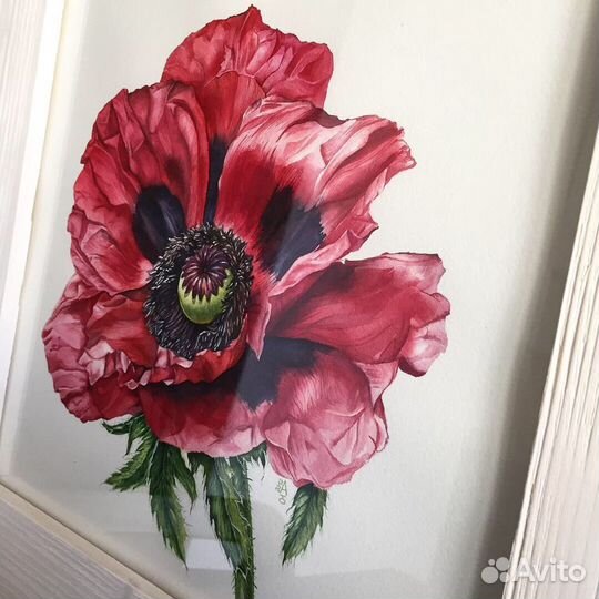 Мак. Акварель. 28*28 см