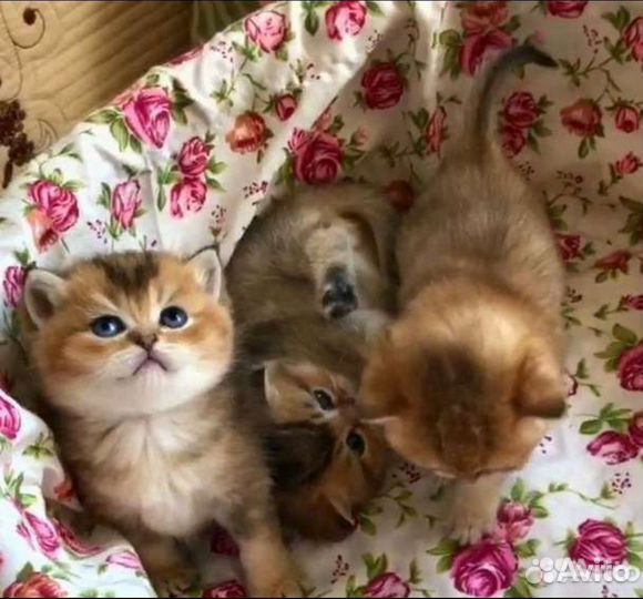 Британские котята