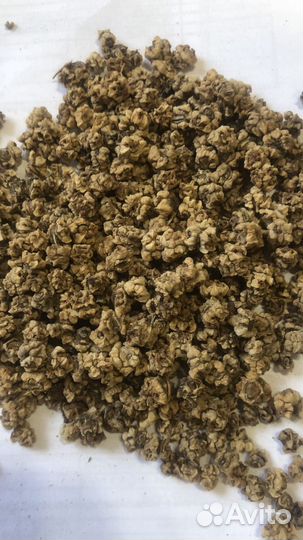 Свекла семена Креолка