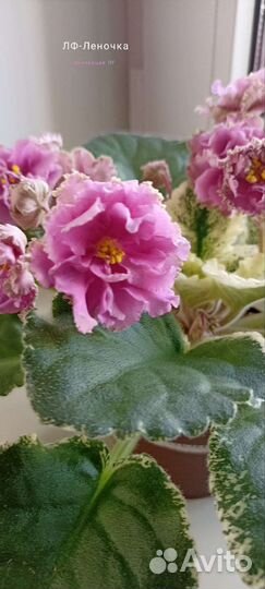 Сортовые фиалки