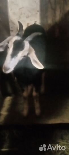 Козлушки суягные