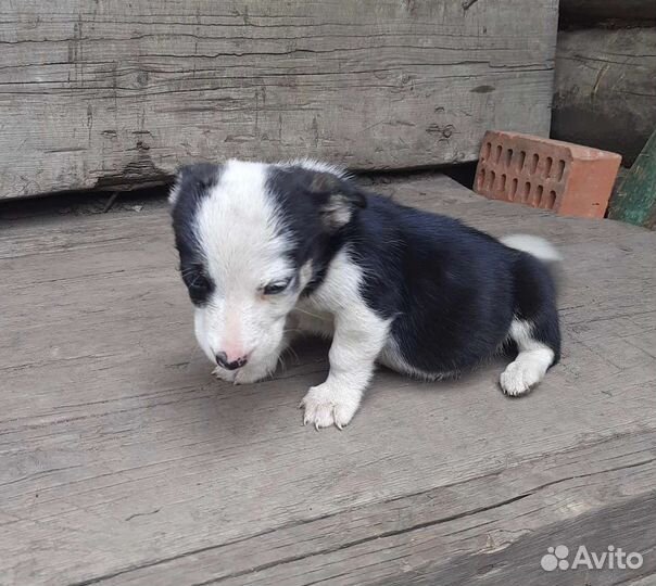 Щеночки от небольшой собачки