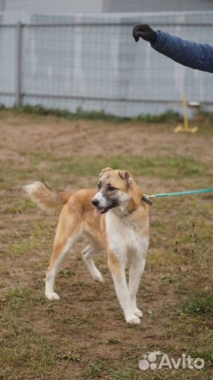 Осталась одна Василиса (метис алабая)