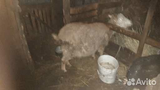 Продам козлят