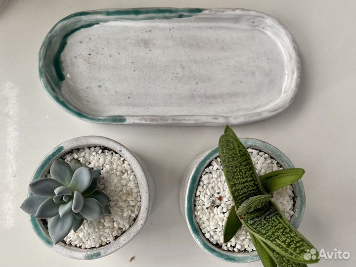 Суккуленты (граптоверия и гастерия)