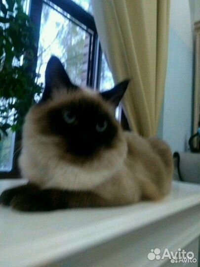 Вязка невский маскарадный кот