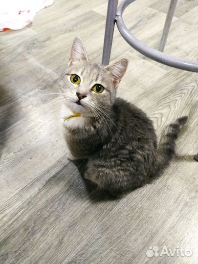 Кошечка в добрые руки