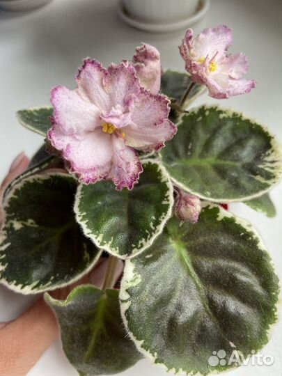 Фиалки разные, детки, взрослые, срез листов